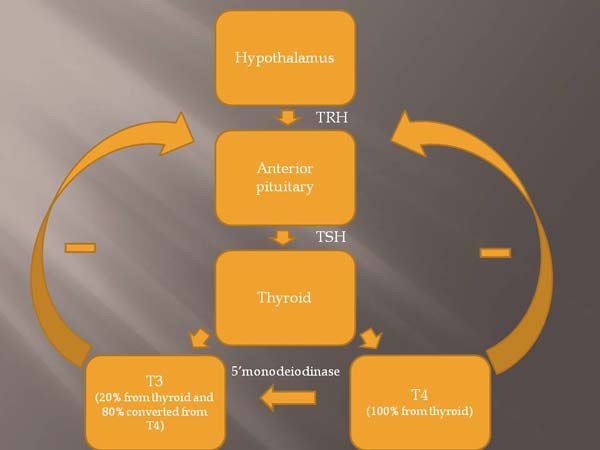 Thyroid stimulation and feedback
