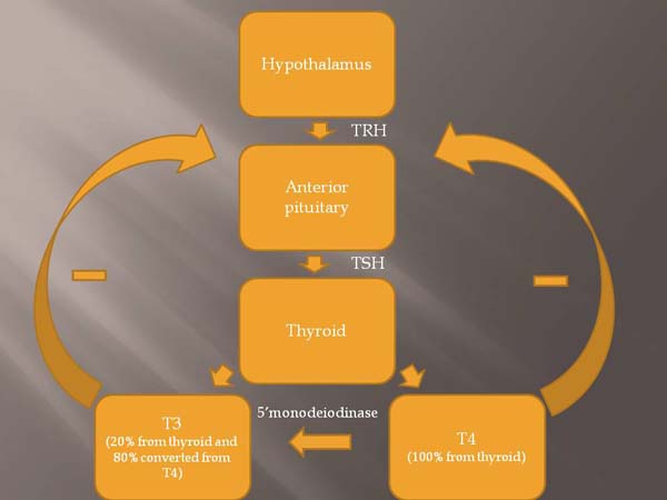 Thyroid stimulation and feedback